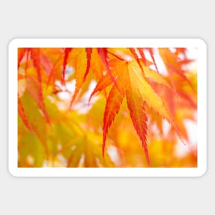 Autumn Acer Leaves Sticker